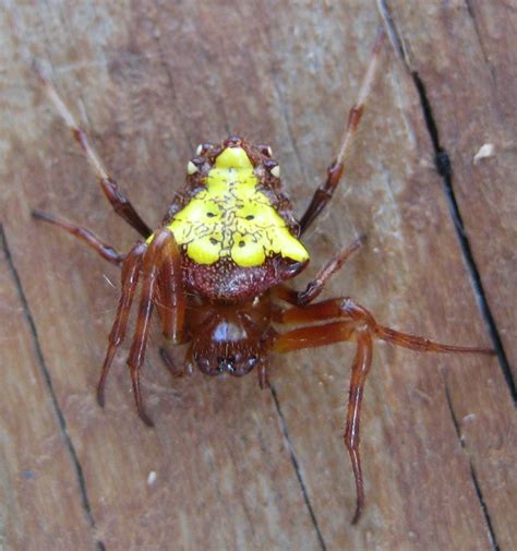 Maybe you would like to learn more about one of these? Verrucosa — Wikipédia