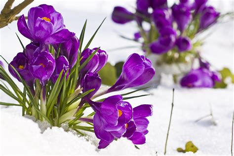 Krokusse Im Schnee 2 Foto And Bild Pflanzen Pilze And Flechten Blüten