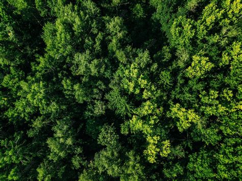 Premium Photo Aerial Top View Of Green Trees In The Forest View From