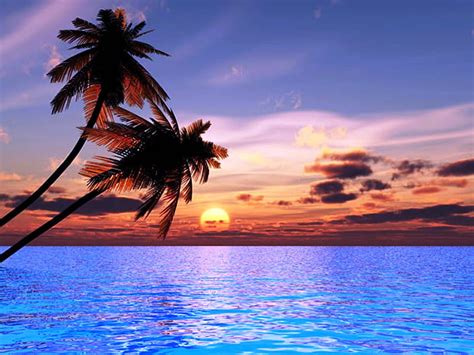 Beautiful Beach Sunset Beach Coconut Palm Sunset Trees Sky Sea
