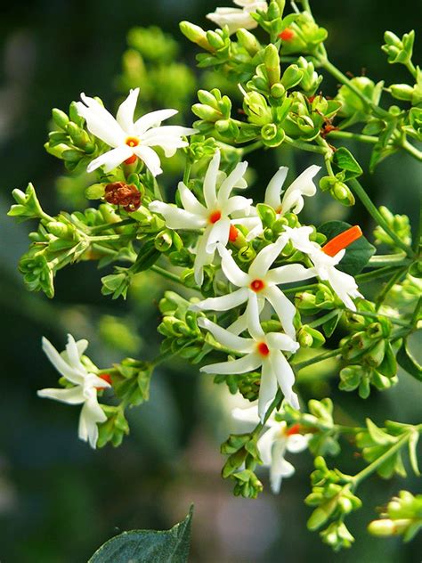 Night Blooming Jasmine For Sale Online The Tree Center