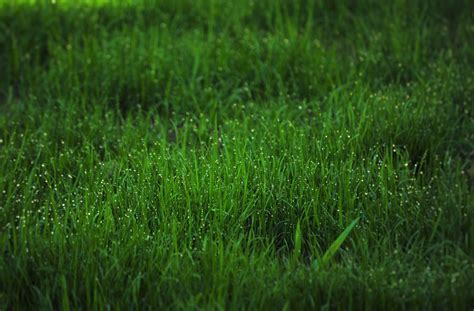 Free Images Nature Plant Ground Lawn Meadow Prairie Leaf