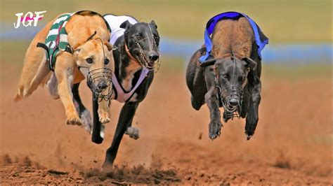 Greyhound Dog Racing Track Race Youtube