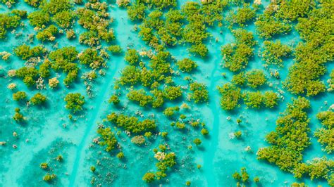 Mangroves King Sound Bing Wallpaper Download
