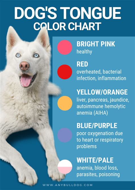 Why Is My Dogs Tongue White Hint Call The Vet Pawsgeek