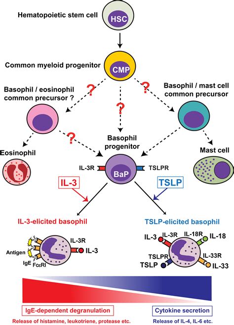 Multifaceted Roles Of Basophils In Health And Disease Journal Of