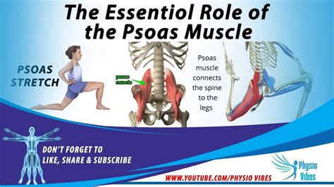 The Essential Role Of The Psoas Muscle Psoas Muscle Tightness Cause