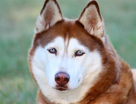 Facts About The Siberian Husky An Excellent Dog Breed Pethelpful