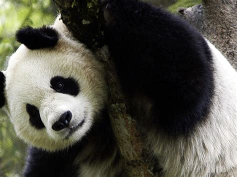 Giant Panda Species Wwf