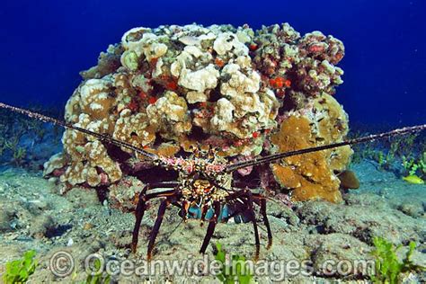 Banded Spiny Lobster Panulirus Marginatus Photo
