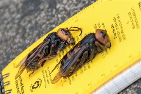 Asian Giant Hornet North Central Ipm Center