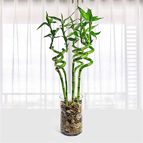 Lucky Bamboo With Glass Vase Qatar T Lucky Bamboo With Glass Vase Fnp