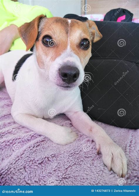 Jack Russell 3 Years Old Stock Image Image Of Russell 143276873