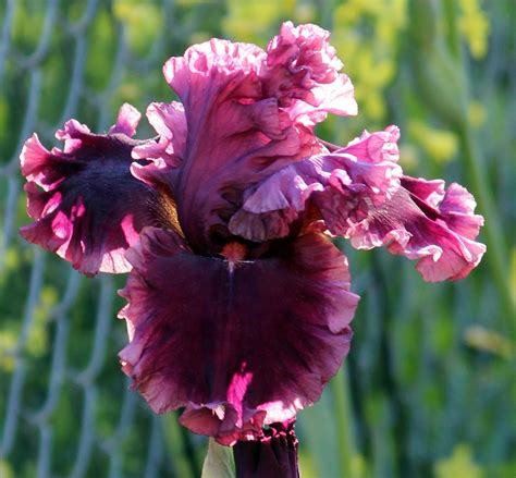 World Of Irises Talking Irises Tall Bearded Irises Companion Plants
