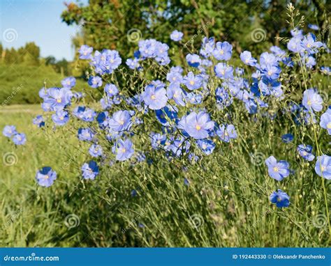Wild Flax Blooming In A Meadow Stock Photo Image Of Garden Landscape