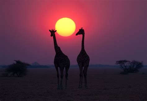 Majestic Giraffe At Sunset On The Nxai Pan In Botswana Africa
