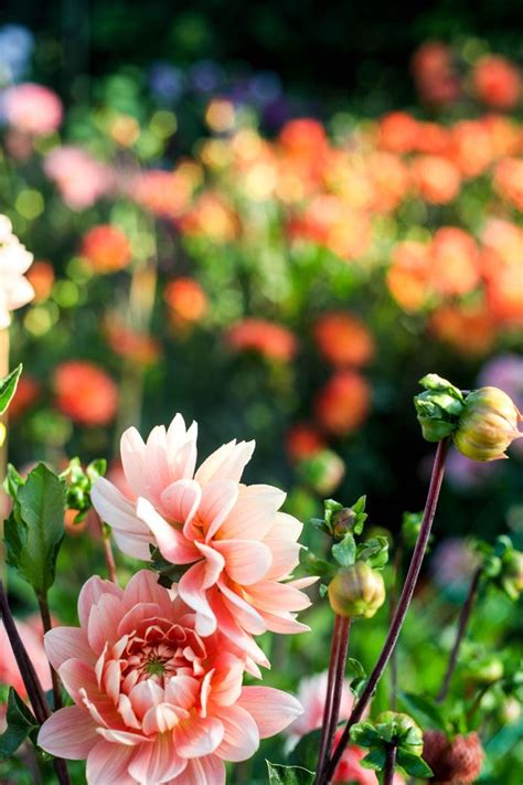 Dahlia Masterclass Green And Gorgeous Flowers