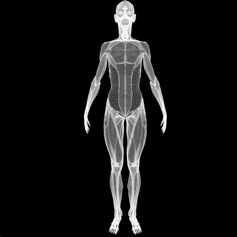 Download files and build them with your 3d printer, laser cutter, or cnc. Full Body Muscle Anatomy 3d model - CGStudio