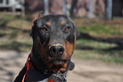 Advertise, sell, buy and rehome dobermann dogs and puppies with pets4homes. DOBERMAN or AMERICAN Bulldog - AR15.COM
