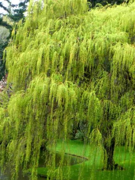 How To Grow And Care For Weeping Willow Trees Complete Guide Planet