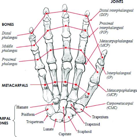 Nerves In The Hand Radial Median And Ulnar Peripheral Nerves Of