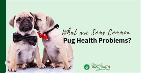 Pug Health Problems And Lifespan