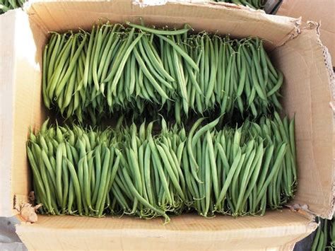 Sorted and packed green beans fresh from the field = Haric… | Flickr