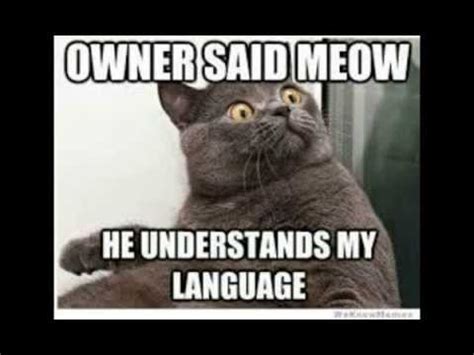 Who doesn't love some good cat memes to brighten up their day and make them laugh? Funny Cat Memes | 2014 | Animal Memes - YouTube