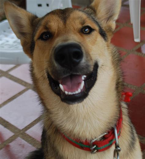 Cute Puppy Dog Smiling Photograph By Lauren Von Aspen
