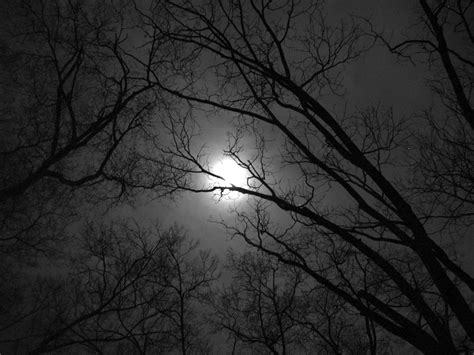 Free Moon And Trees 5 Stock Photo