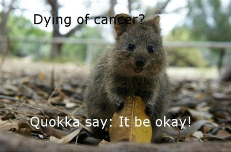 High quality quokka gifts and merchandise. Quokka Wisdom | Know Your Meme