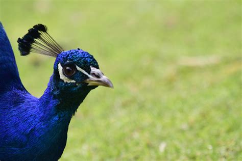 Free Stock Photo Of Bird Blue Feathers