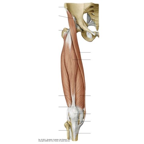 Anterior Thigh Muscles Diagram Quizlet