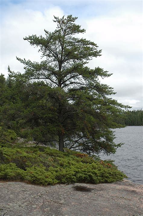 Jack Pine Pinus Banksiana In Classic Landscapes Edmonton Sherwood