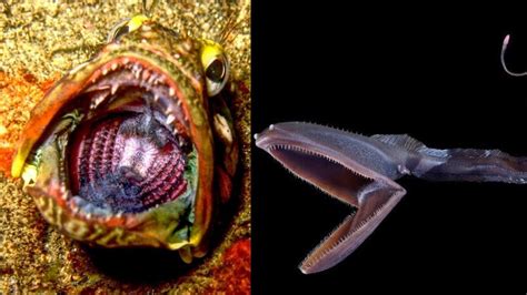 Top 10 Weird Deep Sea Creatures Compilation Deep Ocean Creatures