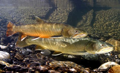 Bull Trout Poeschlab