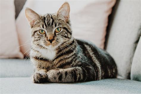 So, why is it that cats grow at different speeds and when exactly are they done growing? When Do Kittens Stop Growing Uk