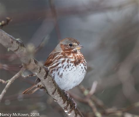 Fox Sparrow Welcome To
