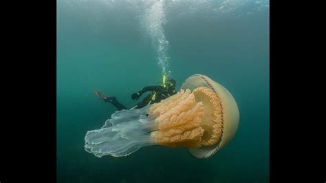 Giant Jellyfish The Size Of A Human Spotted By Divers Off English Coast