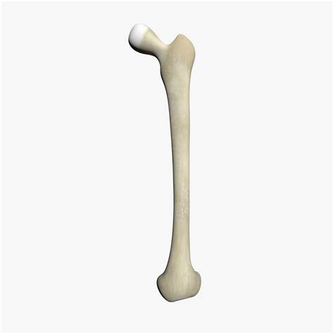 Femur Human Bone Free 3d Model 3ds Obj Sldprt Free3d
