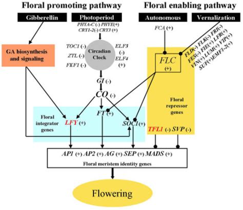 Pathways Regulating The Floral Transition In Arabidopsi Open I