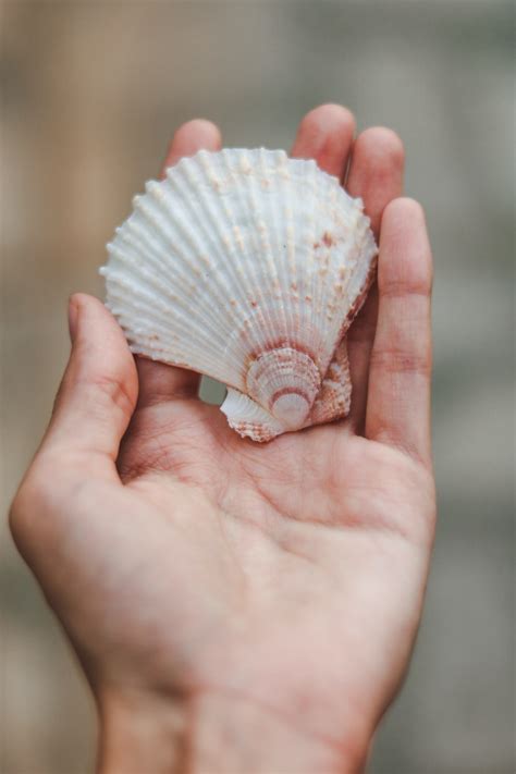 Shells 27 Best Free Shell Seashell Animal And Sea Life Photos On