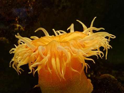 Sea Anemone Stock Image Image Of Flower Underwater 30745867