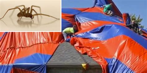 6000 Brown Recluse Spiders Infest Missouri Home In Real Life