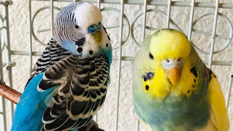 Bird Budgie Parrot Happy Chirping Talking And Playing For Lonely