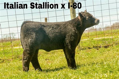 High Quality Italian Stallion X I 80 Selling Spring Smackdown Sales In