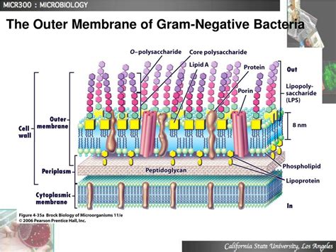 Cell Membrane Of Gram Positive Bacteria Structure Functions And Diagram