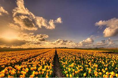 Tulip Yellow Garden Flowers Plantation Wallpapers Dutch