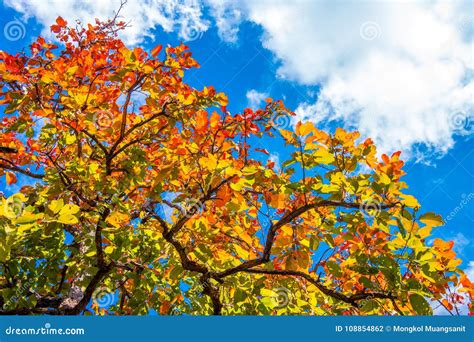 Colorful Leafs In Autumn With Blue Sky Stock Photo Image Of Beautiful
