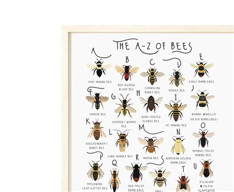A Z Of Bees Bee Print Types Of Bees Art Alphabet Poster Etsy
